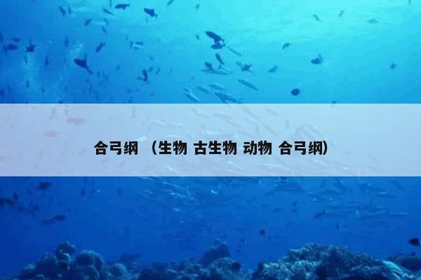 合弓纲 （生物 古生物 动物 合弓纲）