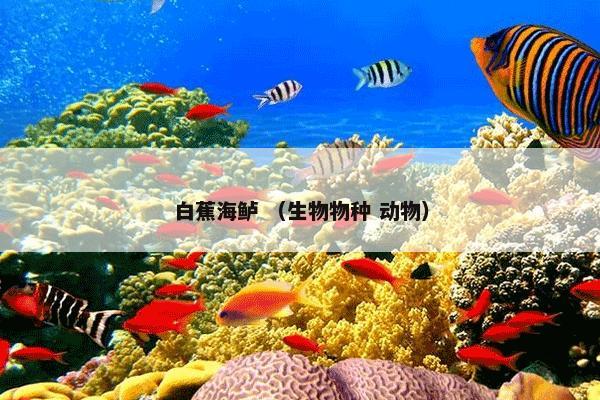 白蕉海鲈 （生物物种 动物）