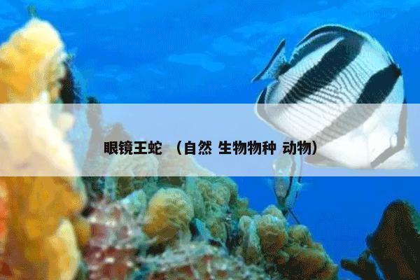 眼镜王蛇 （自然 生物物种 动物）