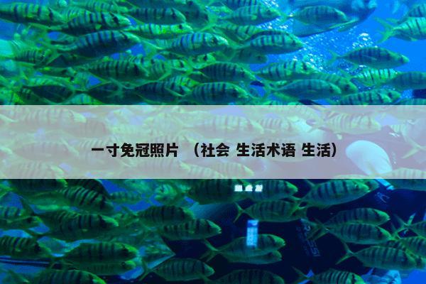 一寸免冠照片 （社会 生活术语 生活）