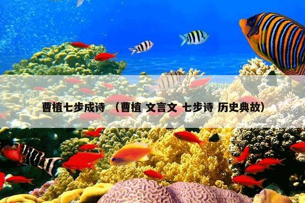 曹植七步成诗 （曹植 文言文 七步诗 历史典故）