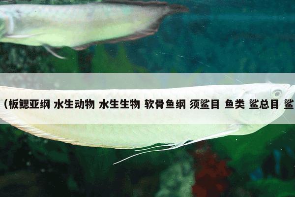 印度斑竹鲨 （板鳃亚纲 水生动物 水生生物 软骨鱼纲 须鲨目 鱼类 鲨总目 鲨鱼 斑竹鲨属）