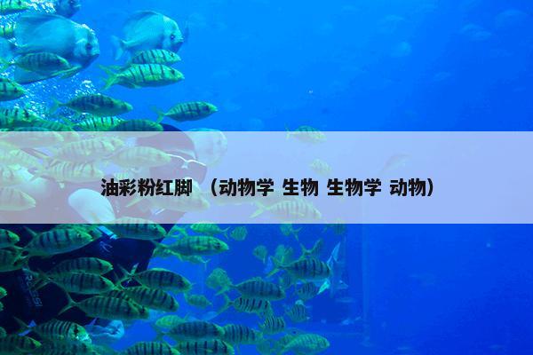 油彩粉红脚 （动物学 生物 生物学 动物）